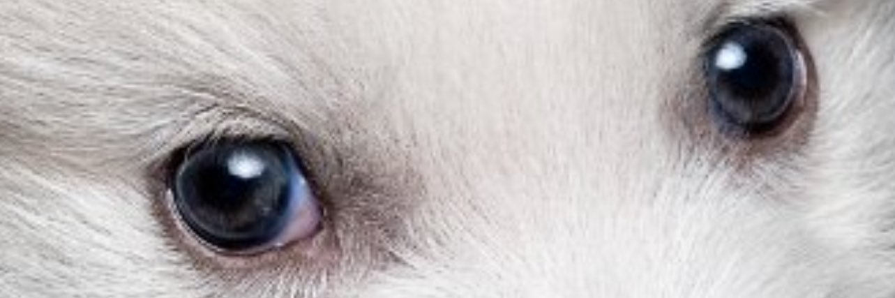 Jonathan R Morris banner