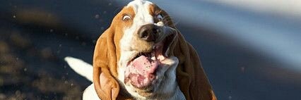 JaLibertad Pelekai banner