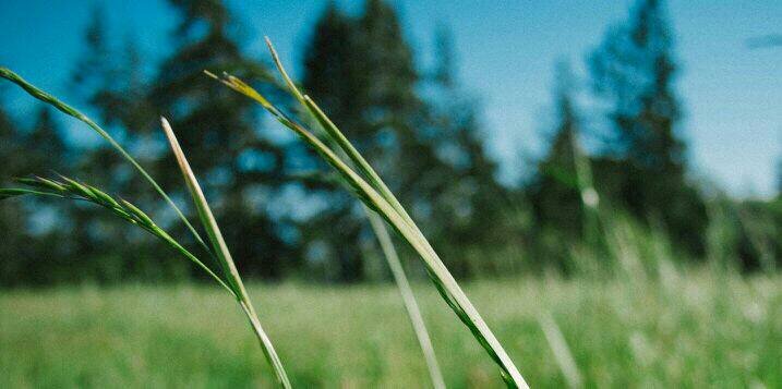 Ega Galuh putra banner
