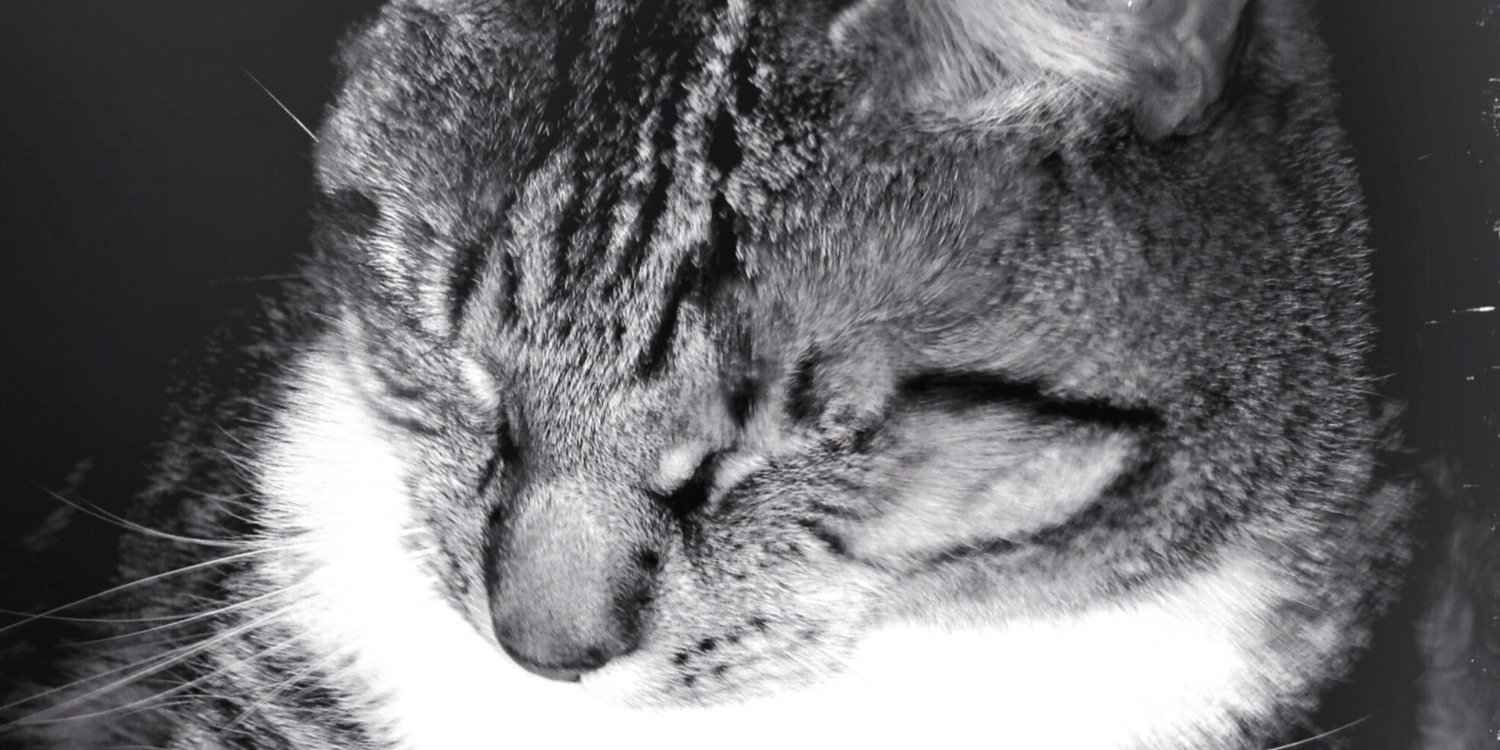 squealy4407's profile banner image