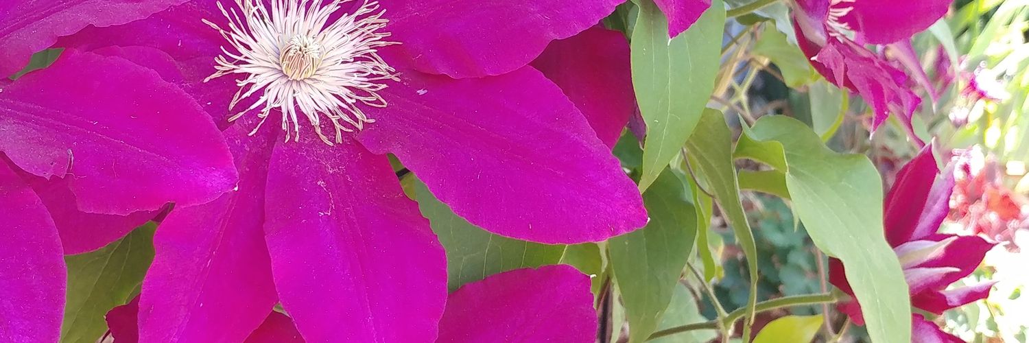 EJSilverthorn's profile banner image