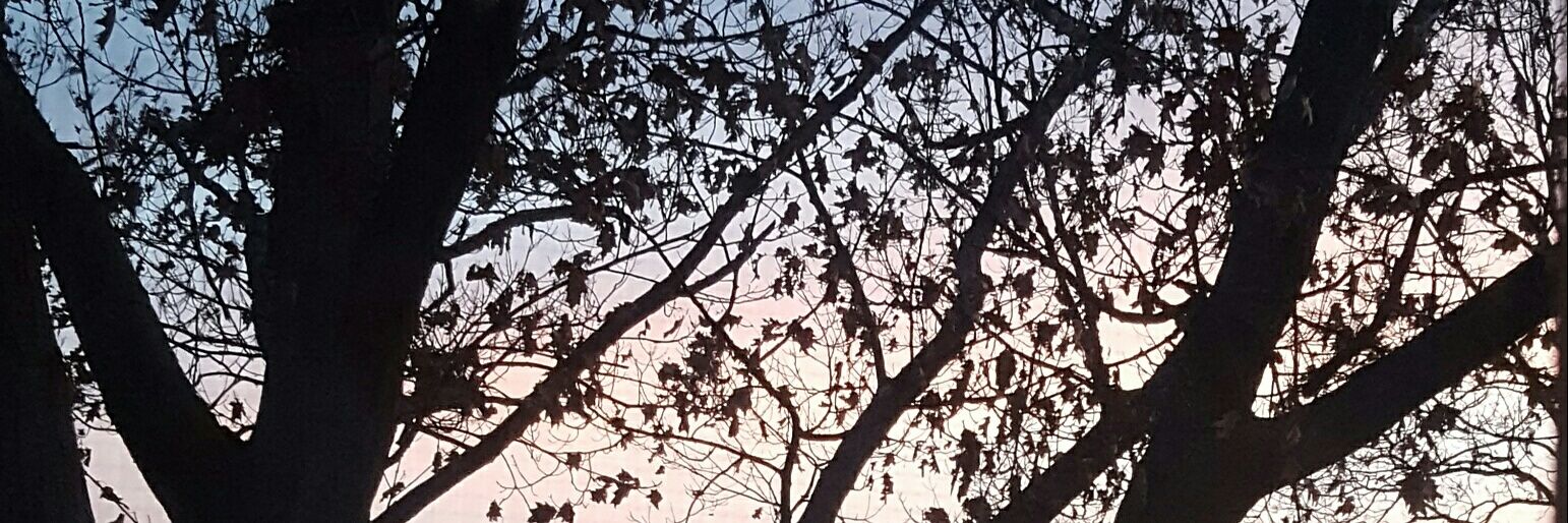 RachelColletti's profile banner image