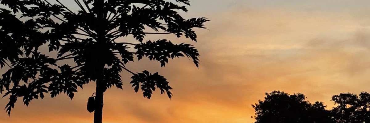 MapacheSaru's profile banner image