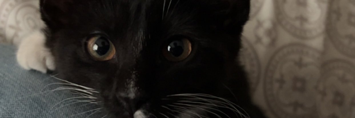 rxchelnoll's profile banner image