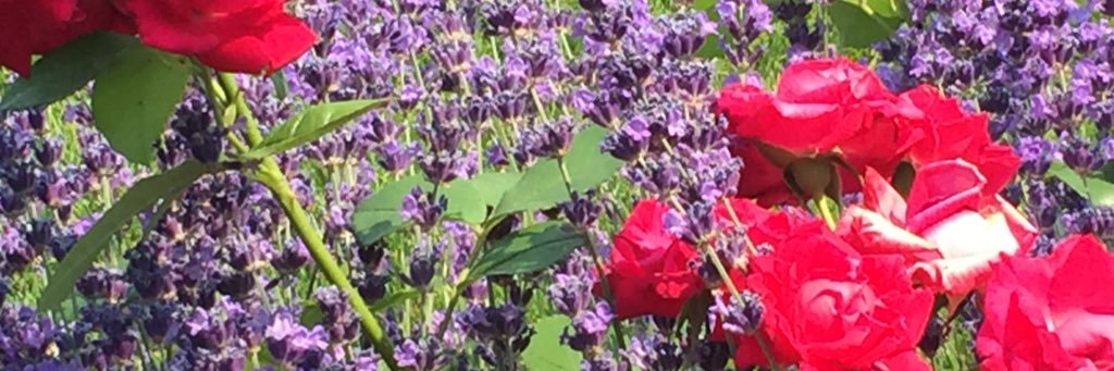 susanprins's profile banner image
