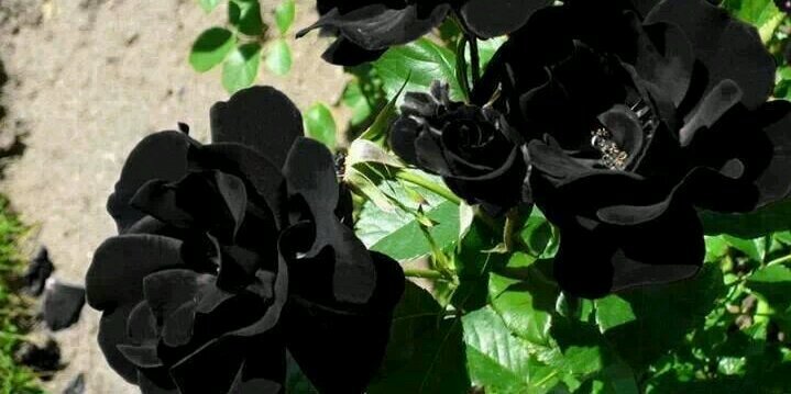 sp_rb's profile banner image