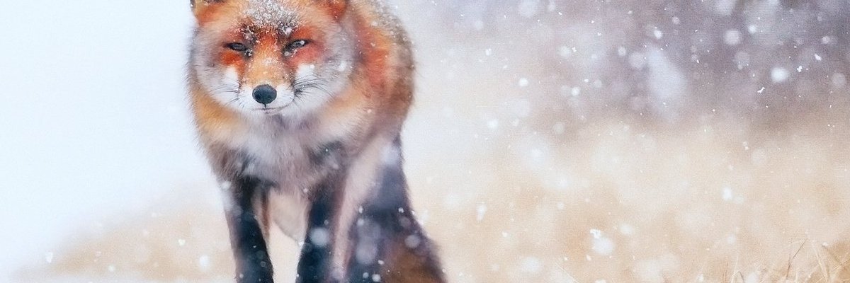 Lina Rivera 🇵🇷 banner