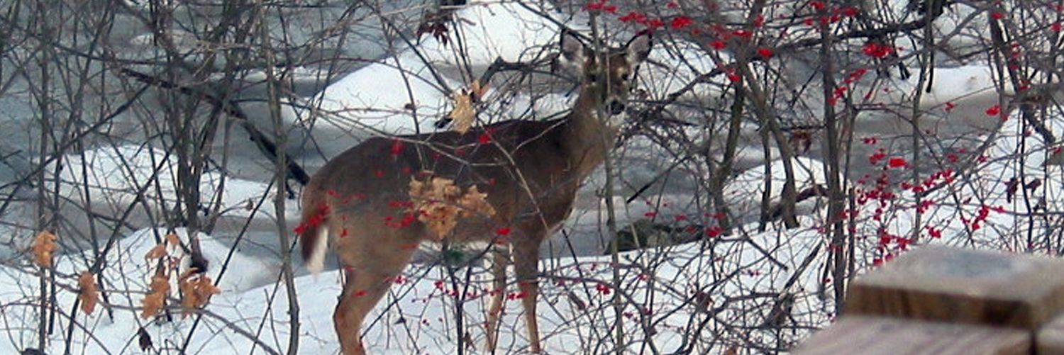 🇺🇲Vote Democratic🇺🇲 banner