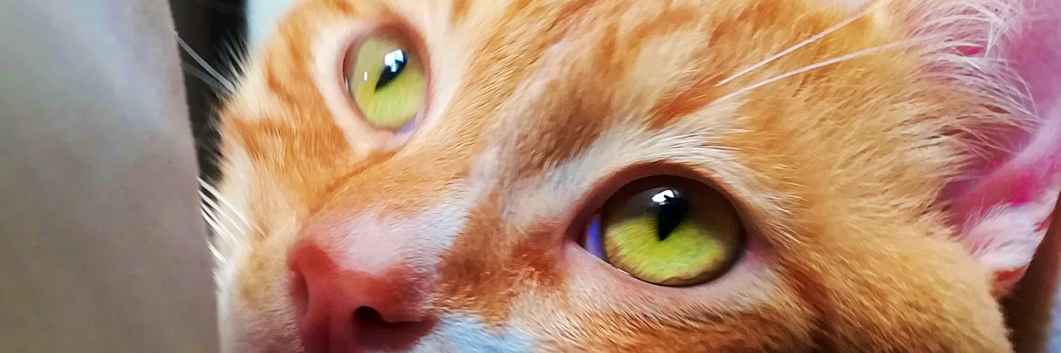 Augustomp98's profile banner image