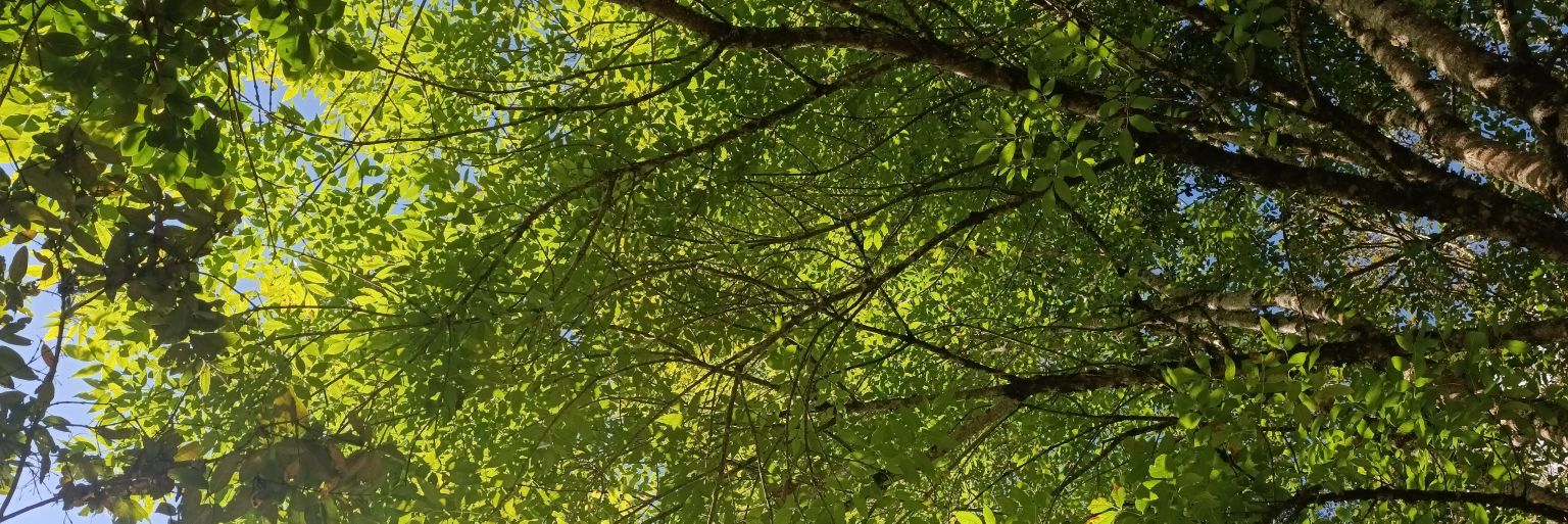 CP980810's profile banner image