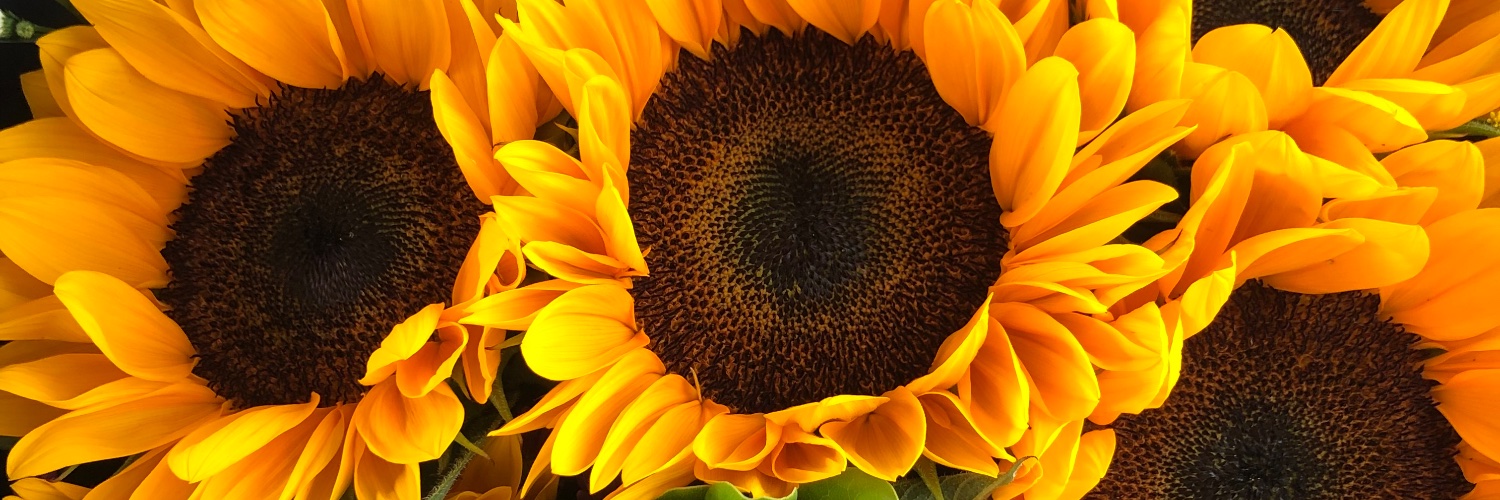 alemanr_'s profile banner image