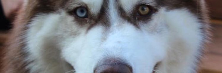 kevin_steed's profile banner image