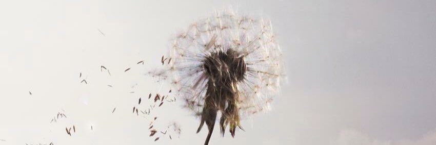 brittyvoigt's profile banner image