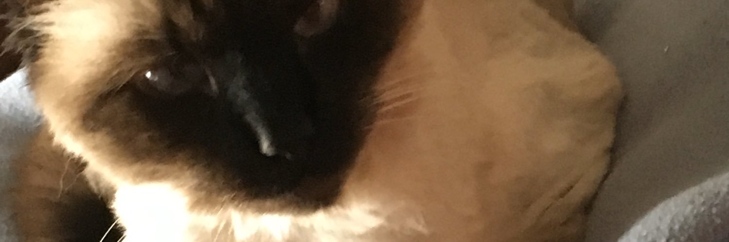 birdballet1000's profile banner image