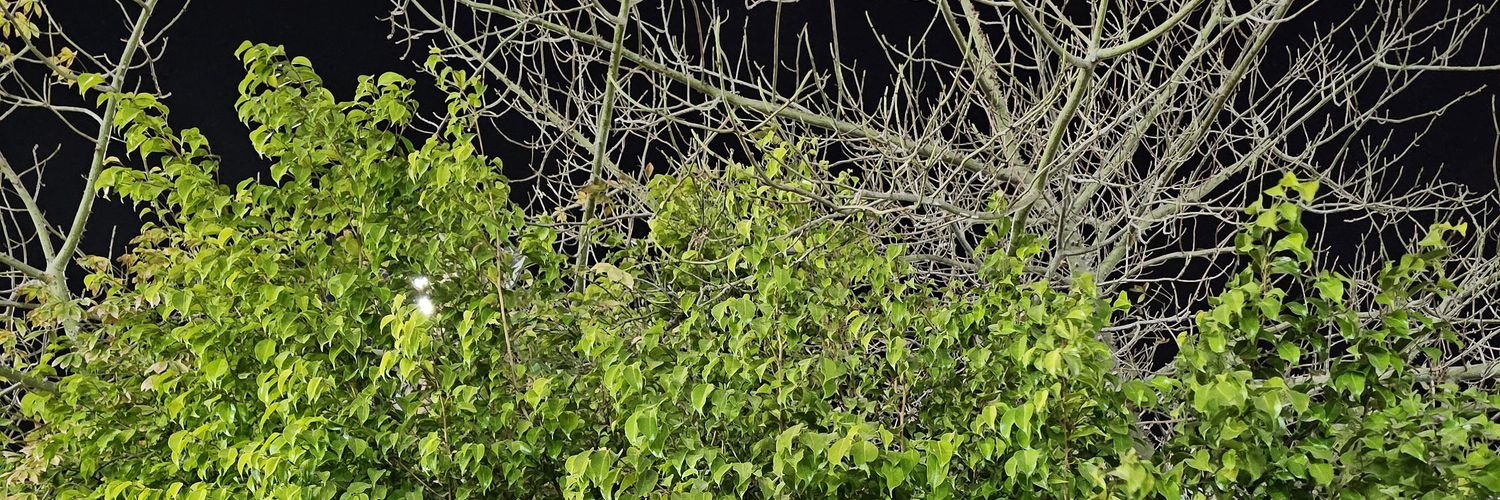 somayasayed25's profile banner image