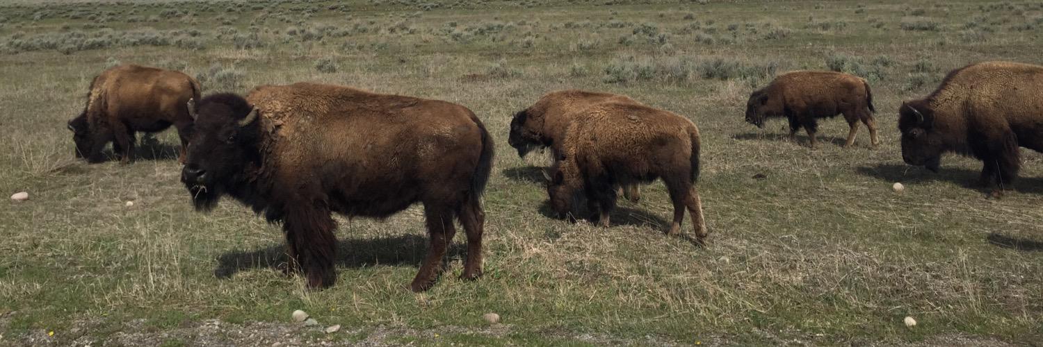 CCPWyoming's profile banner image