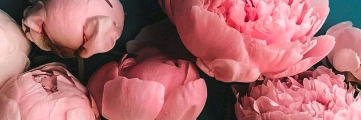 LvarezPau's profile banner image