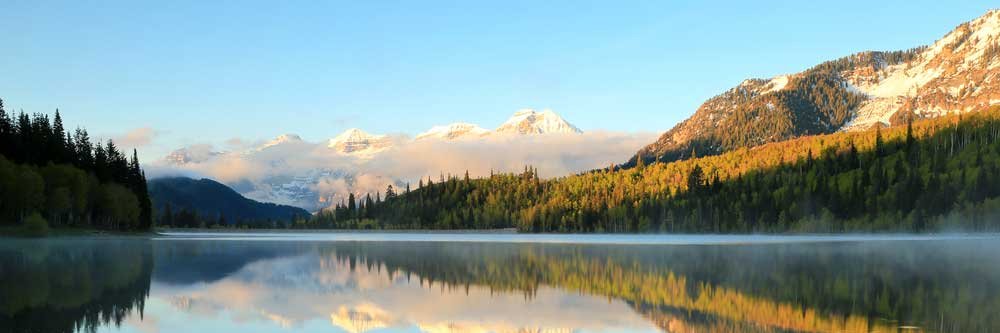 quantumzebra123 banner