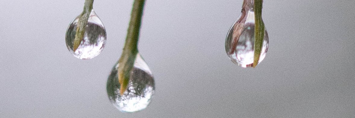 Dawn Casey-Rowe banner