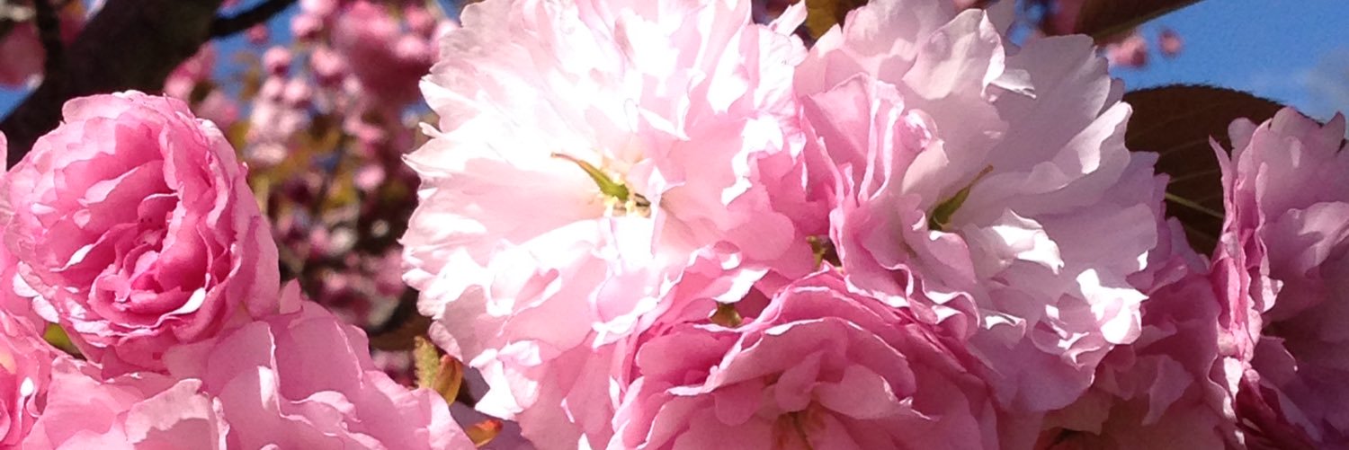 Blossomsofhope's profile banner image