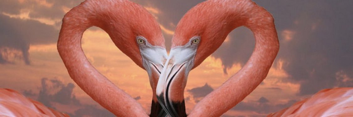 FeelzSurreal's profile banner image