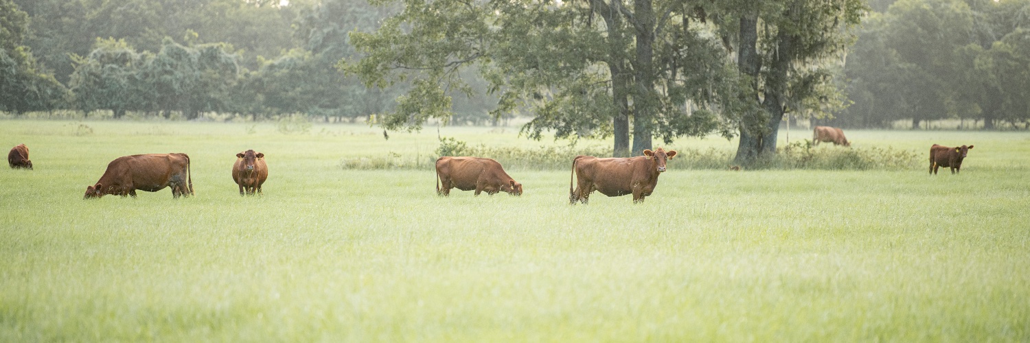 R-CALF USA's banner