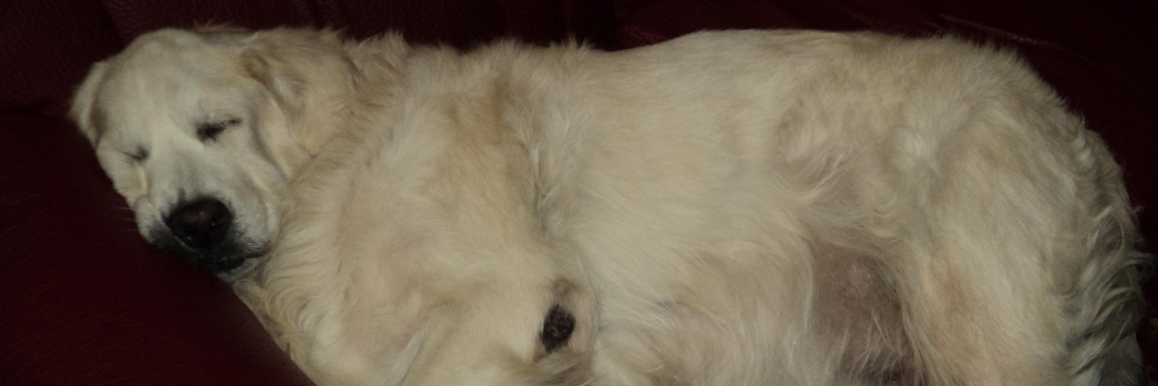 Shreoshi Bhattacharyya banner