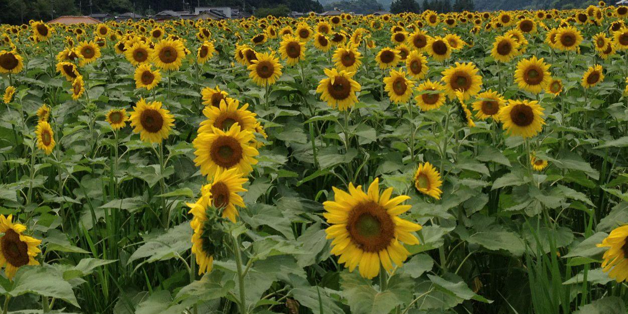 voyager（esper） banner