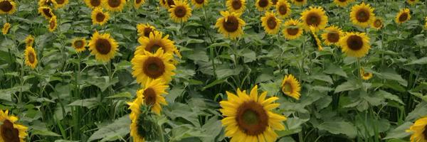 esper7 Profile Banner