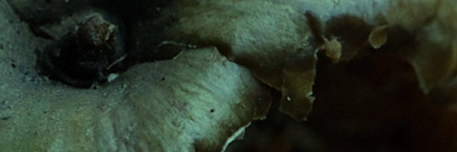 maczo_maczo's profile banner image