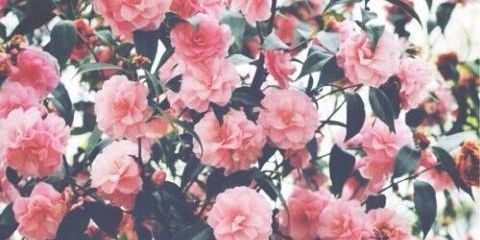 Briillly's profile banner image