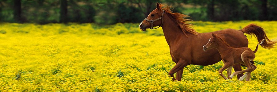 🇵🇰🇸🇦 💧سادہ لوگ💧 banner