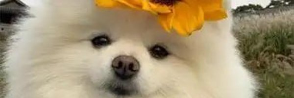 DaVeeLopez1's profile banner image