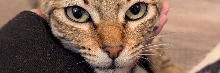 Maria_Zavall's profile banner image