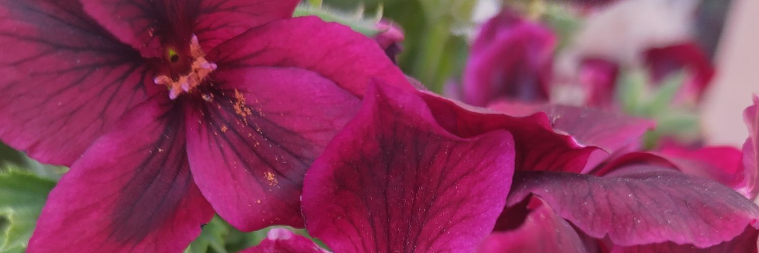 AntConchi's profile banner image