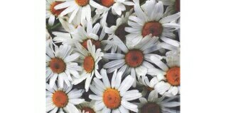 _xChanineee's profile banner image
