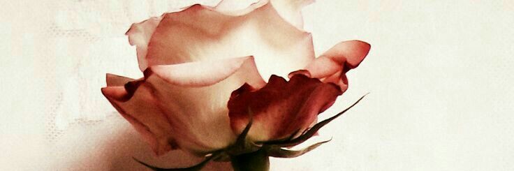 MarieNoAA's profile banner image