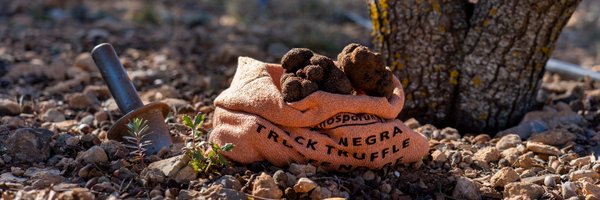 TrufaTeruel Profile Banner