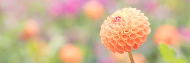 shikaqua's profile banner image