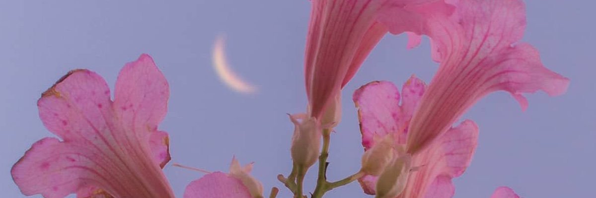 victoirebst's profile banner image
