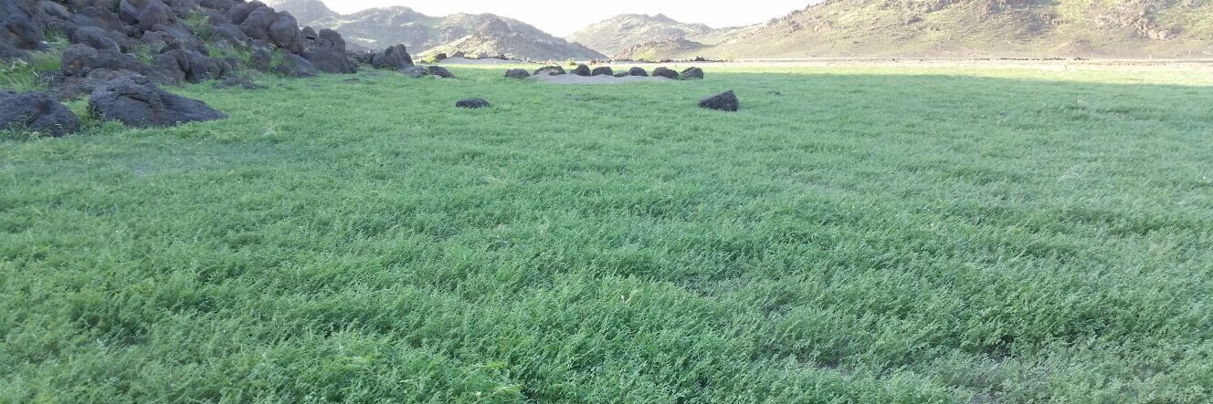 د/راضي البلادي banner