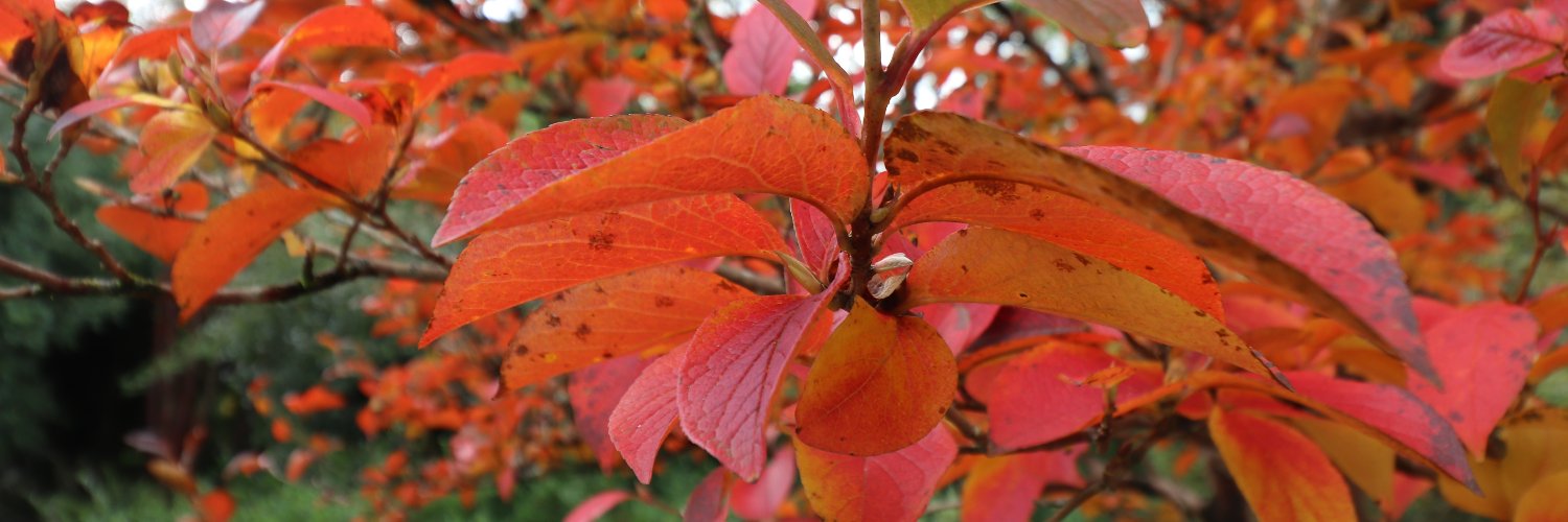 Tony Foster MNAEA, MICBA banner