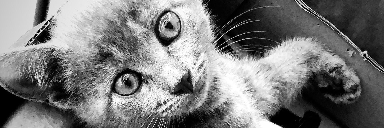 merydith18's profile banner image
