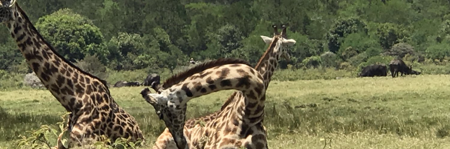 mfgrimaldi's profile banner image