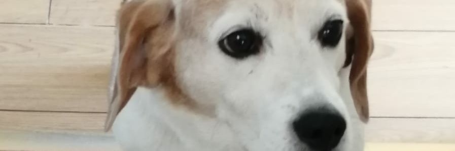 MichaelaDorrity's profile banner image