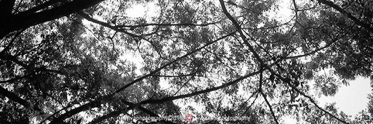 riva_setiawan's profile banner image