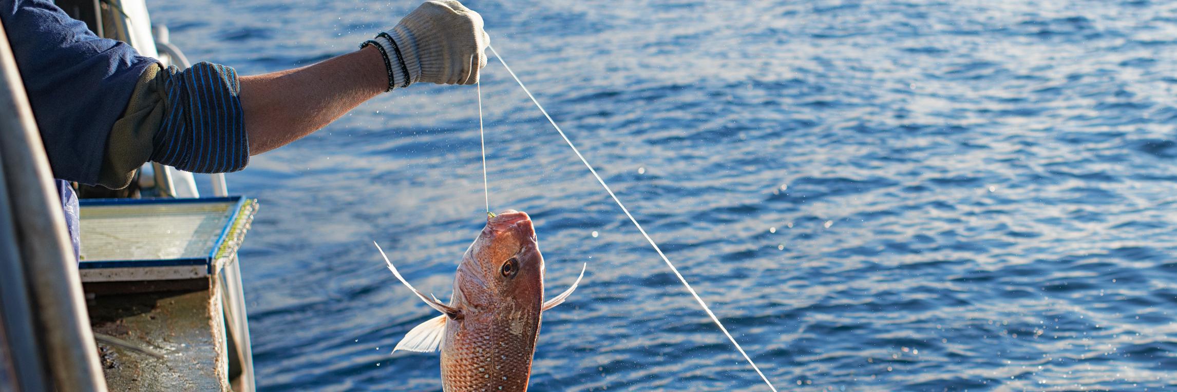 LeighFishNZ's profile banner image
