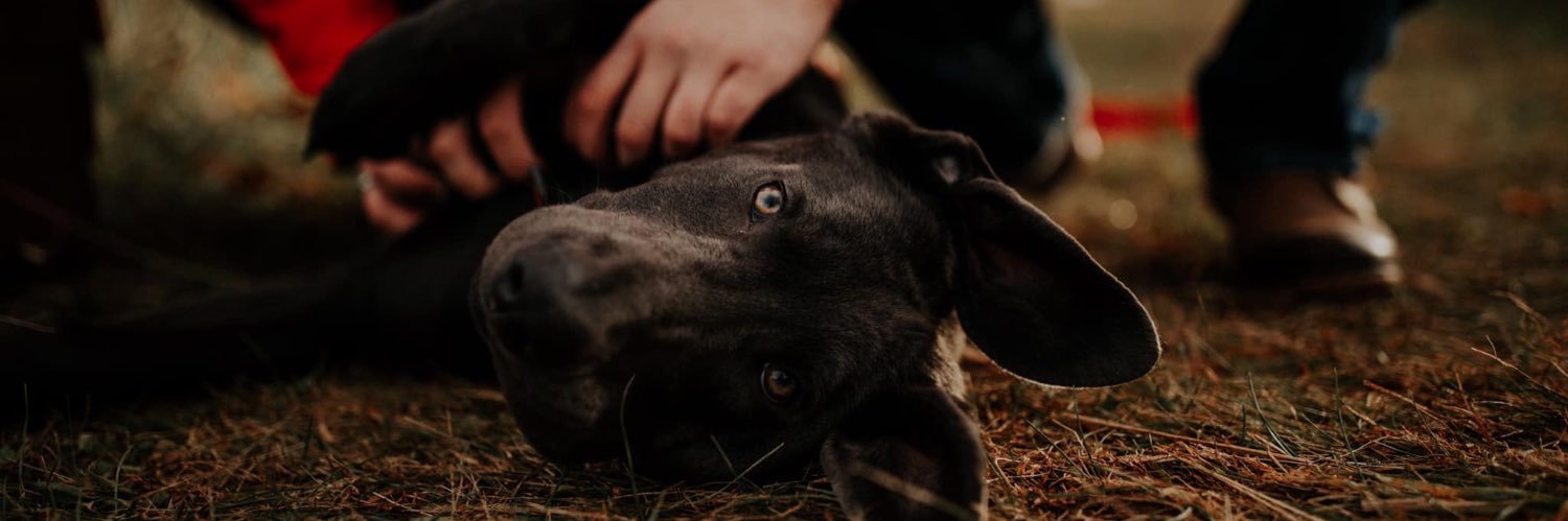 crosochacki's profile banner image