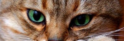 cattinks's profile banner image