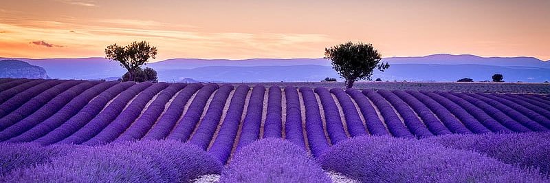 Mihajlo Popesku, PhD banner